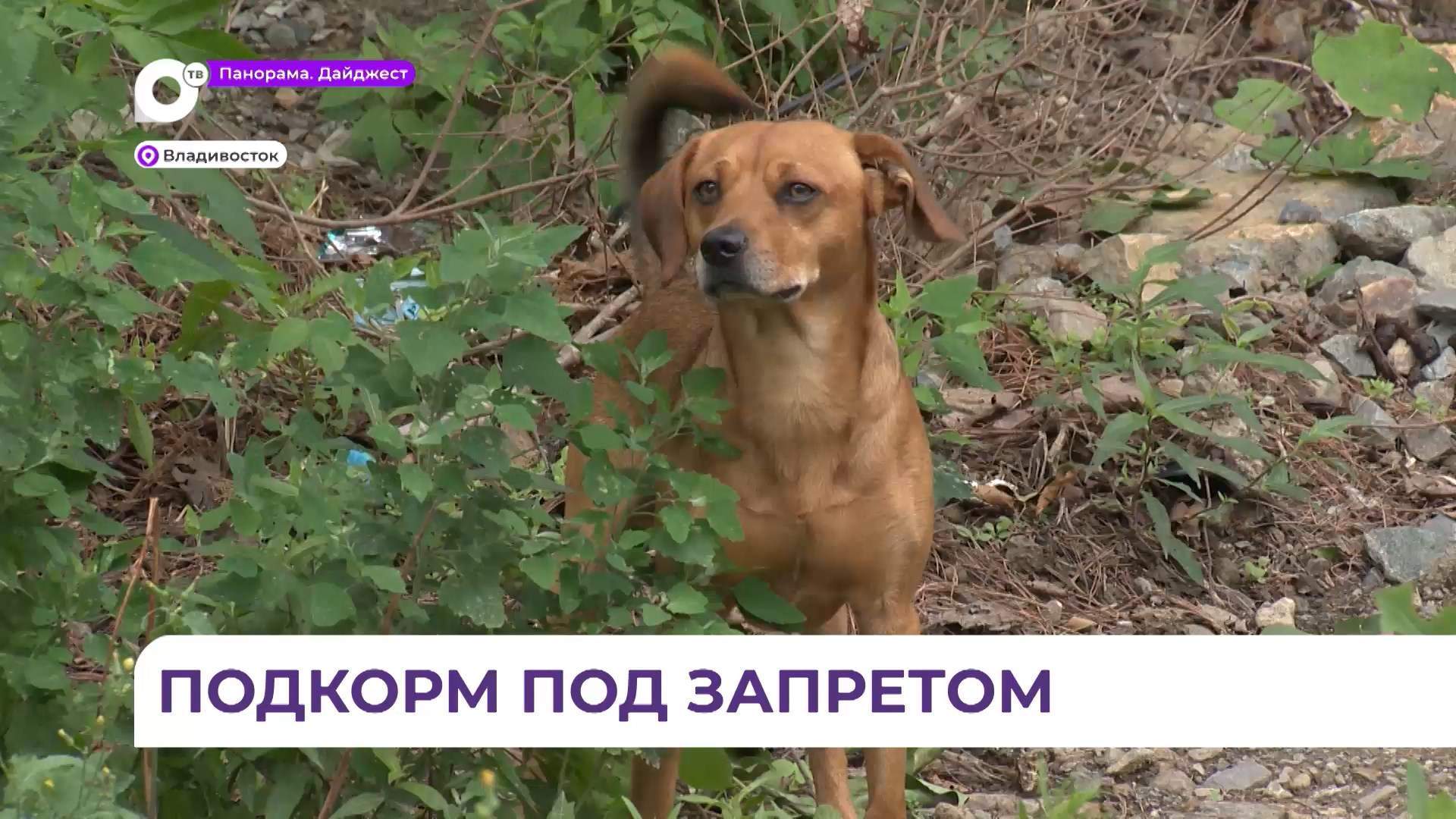 В Приморье за прикорм бездомных собак будут штрафовать