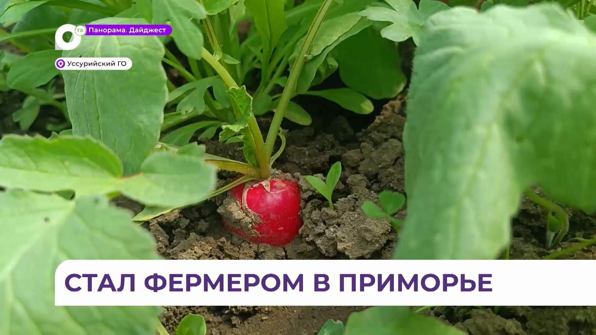 Соцконтракт помог мастеру из Ташкента заняться фермерским хозяйством в Приморье