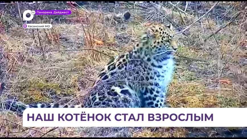 Котёнок дальневосточного леопарда по имени Leo 260M уже готов к самостоятельной жизни