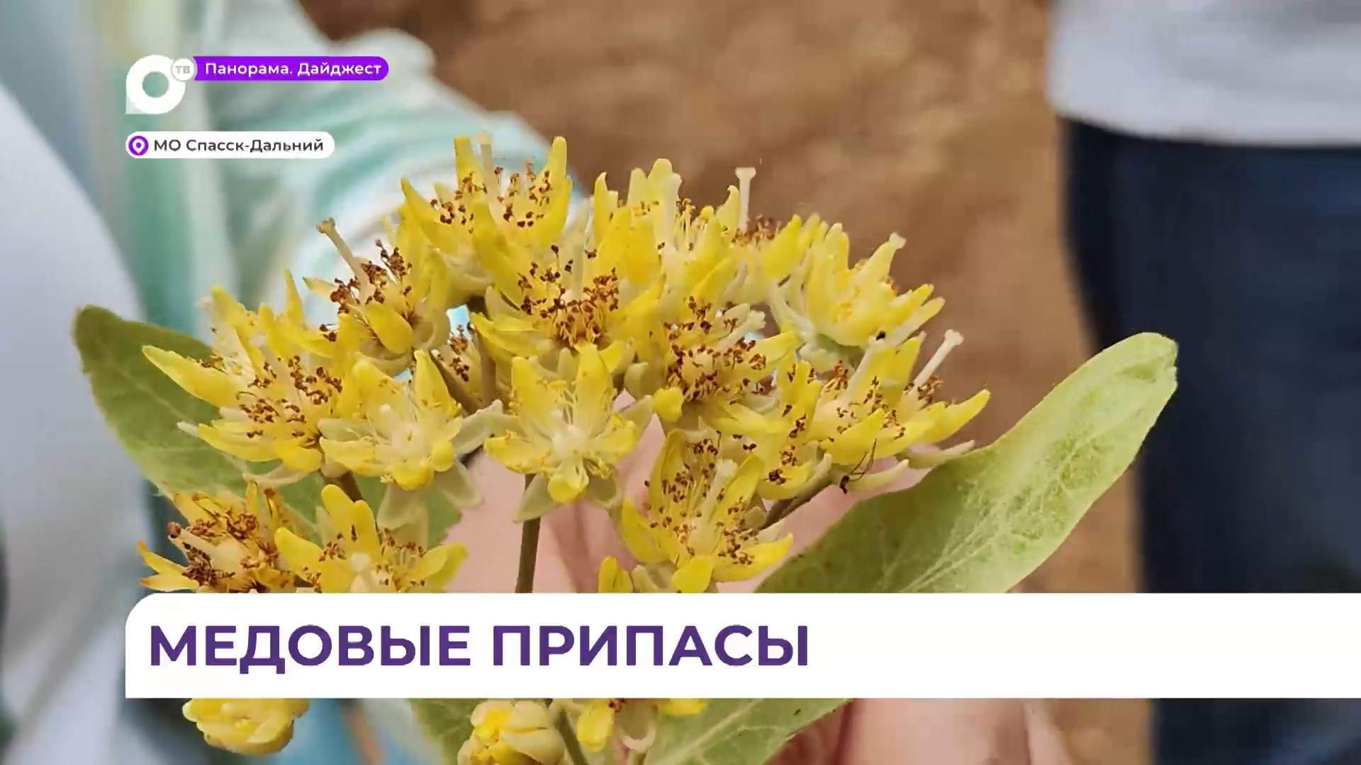 Приморские пчеловоды устремились в Никитовку за липовым мёдом