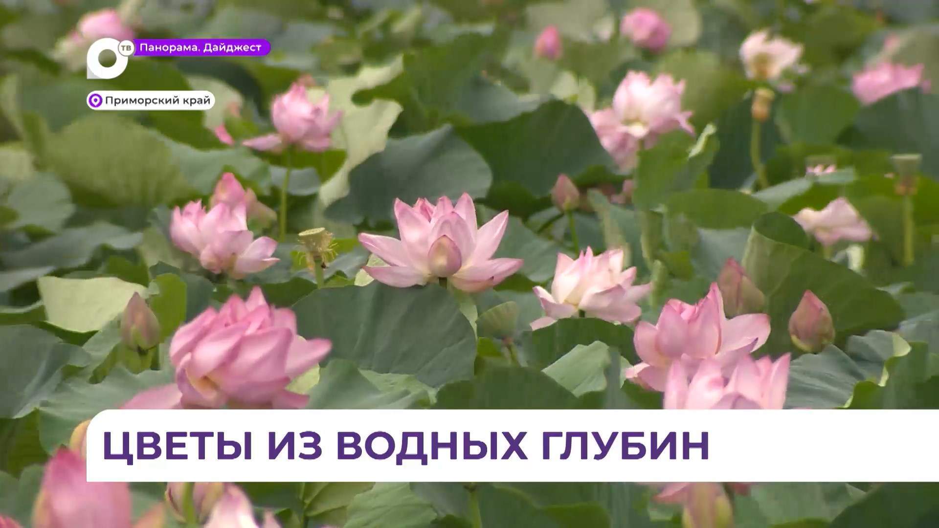 В Приморье раньше обычного зацвели лотосы