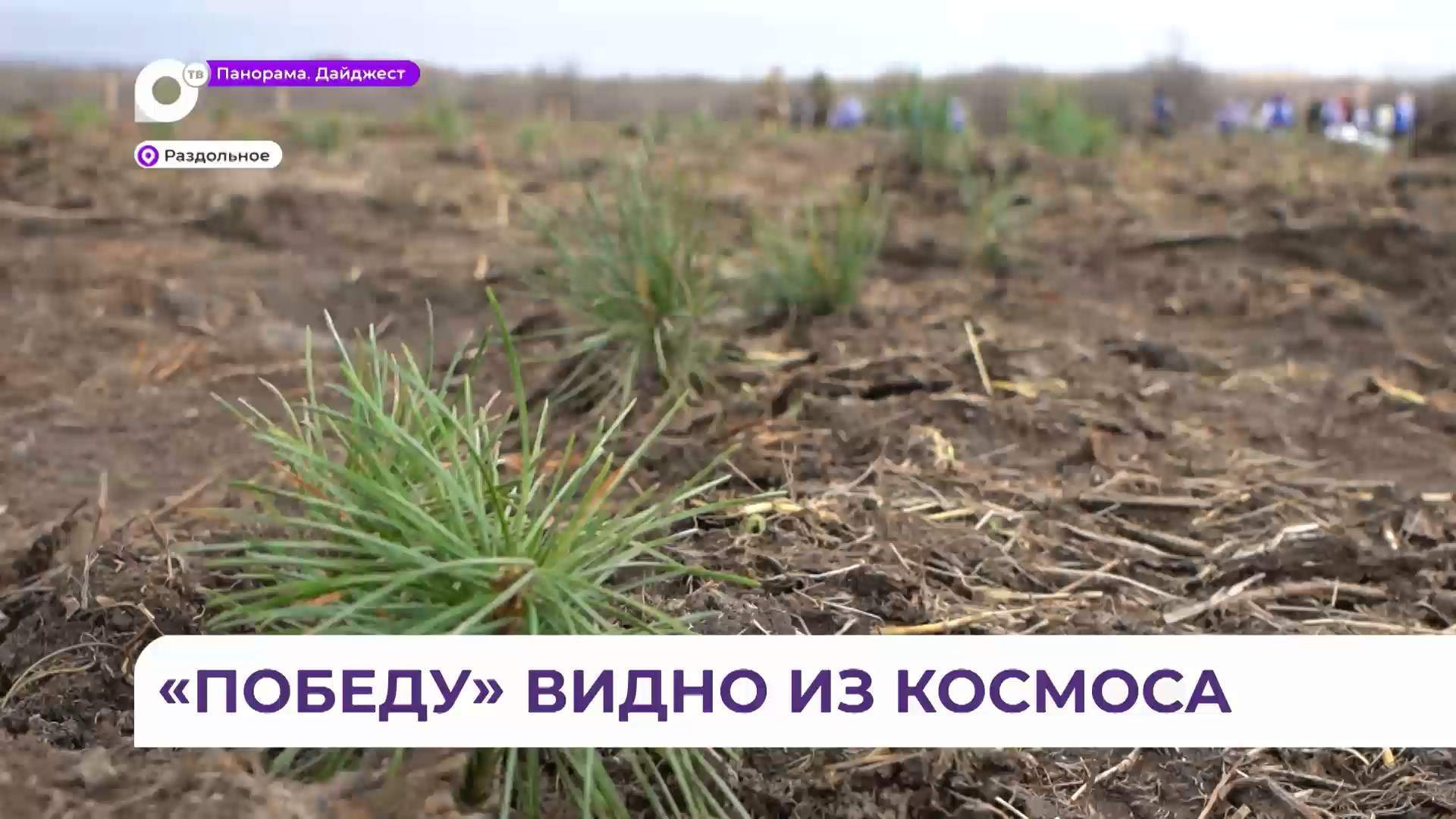 Огромное слово «Победа» из саженцев кедра будет видно даже из космоса