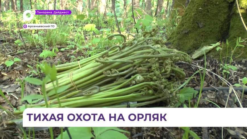 В Приморье продолжается пора сбора папоротника
