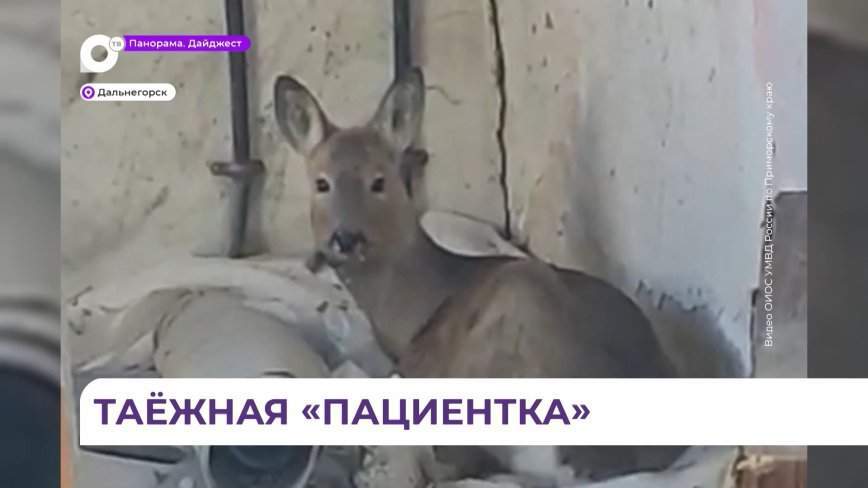 В Дальнегорске организовали настоящую спасательную операцию для косули