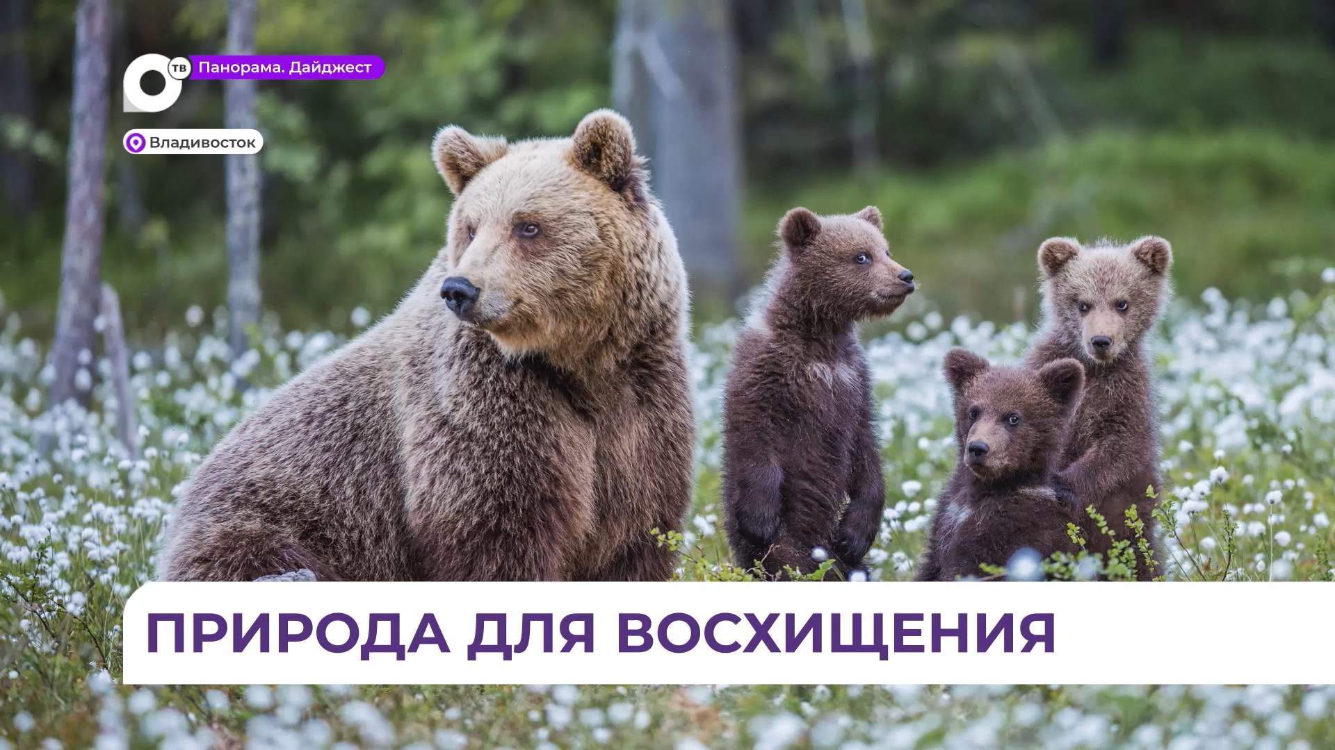 Фестиваль «Золотая черепаха» привёз свою выставку во Владивосток и представляет ее в дни ВЭФ