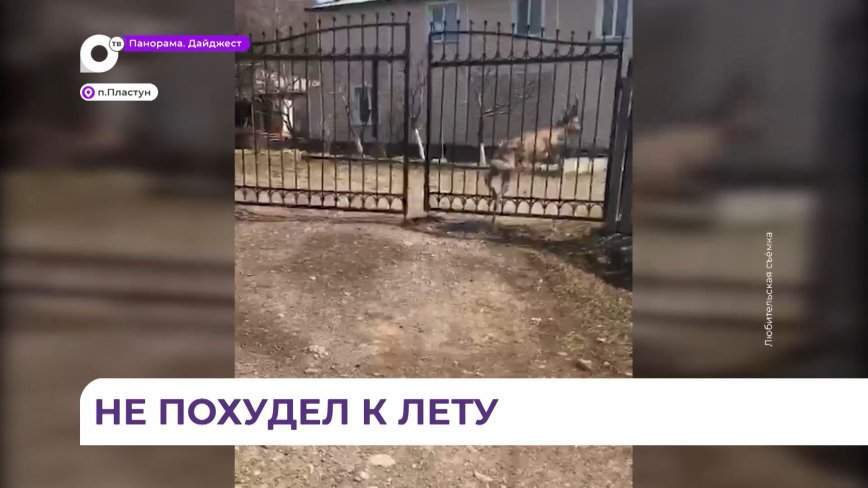В посёлке Пластун непрошенный гость пытался забежать в дом к людям