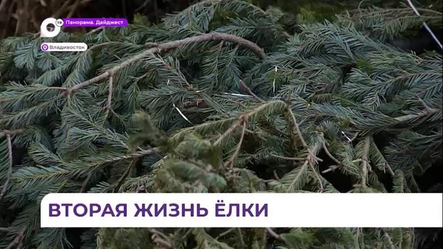 Утилизацией ёлок в Приморье занимается экологический оператор