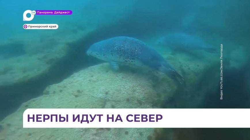 На юге Приморья началась ежегодная миграция пятнистой нерпы
