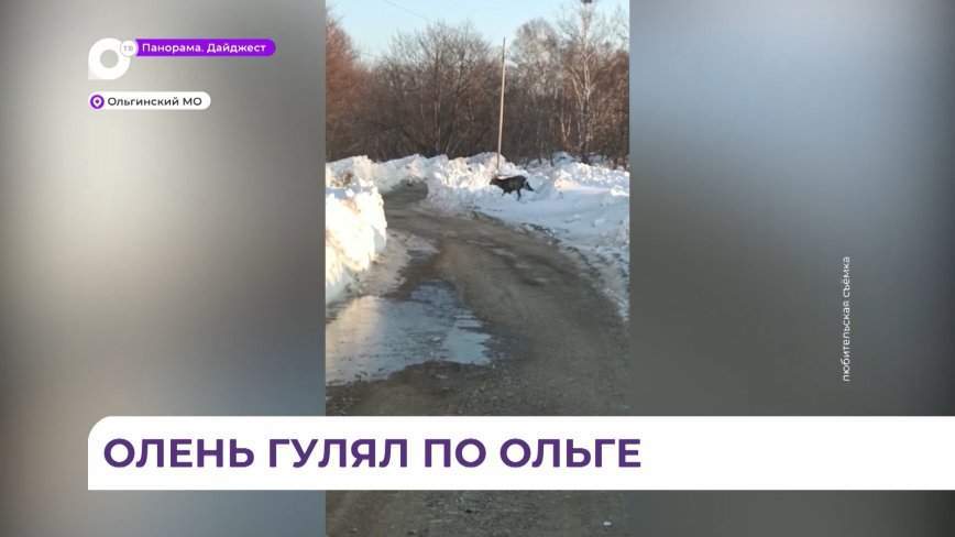 В отделение полиции посёлка Ольга забрёл олень