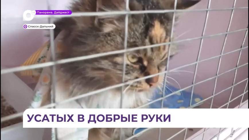 В центре помощи «Про100хвостов» Спасска-Дальнего прошла благотворительная выставка-раздача животных