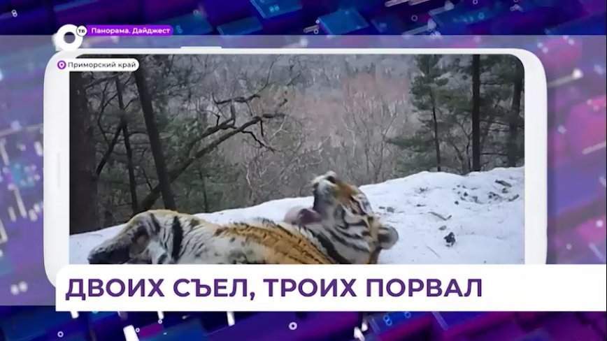 В Анучинском районе готовятся к отлову молодого тигра