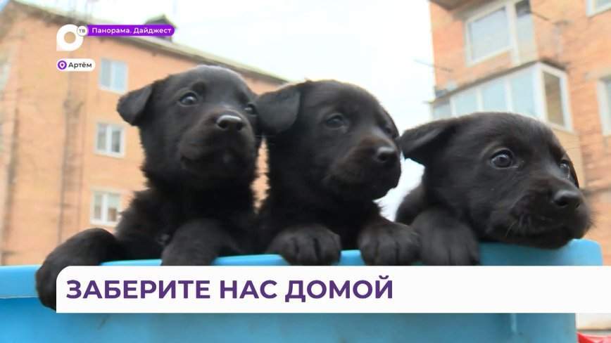 Вместо рыбы: непростой улов с рыбалки привезли муж и сын жительницы Приморья