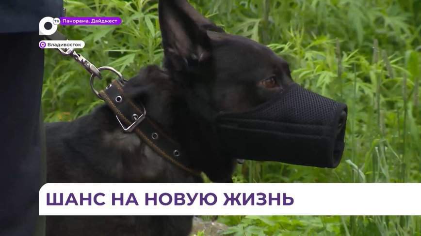 Собаки Жулька и Лимонка хотят обрести нового друга после гибели хозяина на СВО