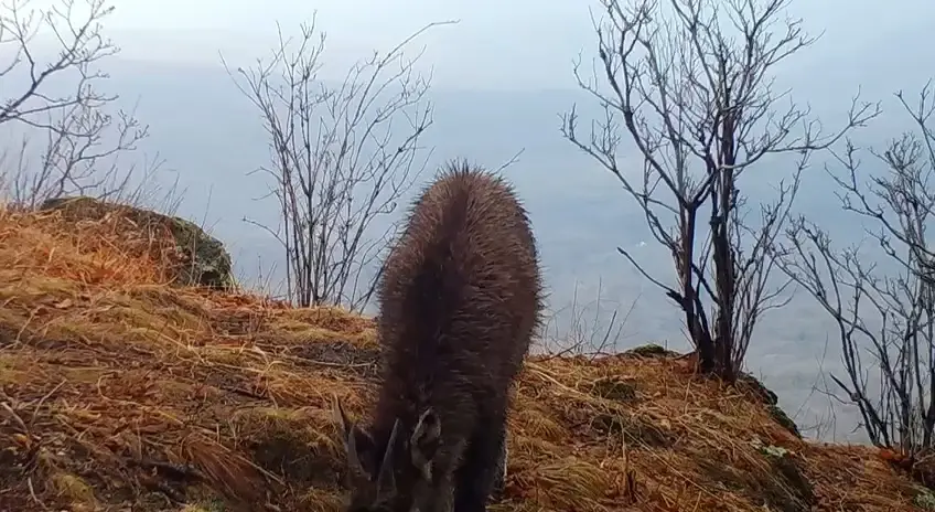 Встреча с редчайшим жителем Дальнего Востока попала на видео 