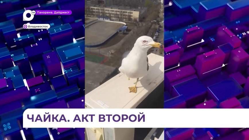 Романтичная чайка-кошка Флинт покорила приморцев