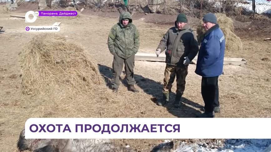 Сегодня ночью в Уссурийском округе вновь был замечен тигр
