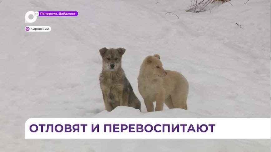 Проблема бездомных псов в поселке Кировский решится в ближайшее время