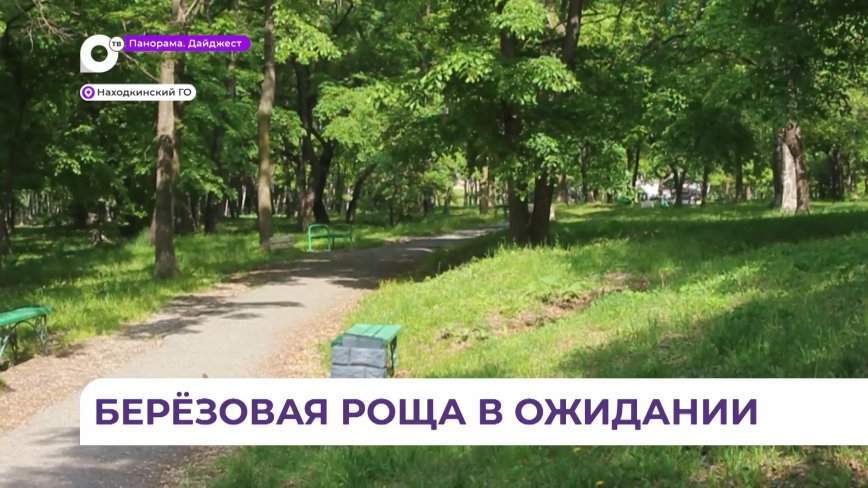 Благоустройство березовой рощи в Находке поддержали почти 12 тысяч горожан