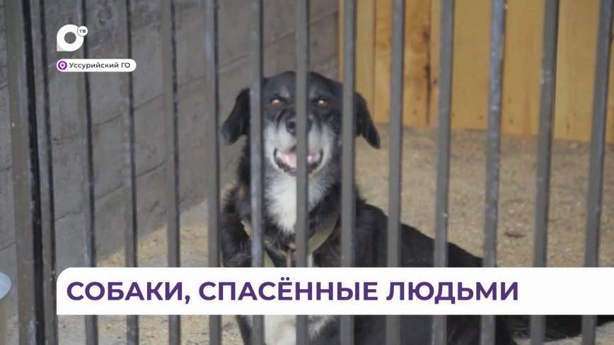 Безвозмездно и бесплатно: «Аристократ» спасает и заботится о животных затопленного Приморья