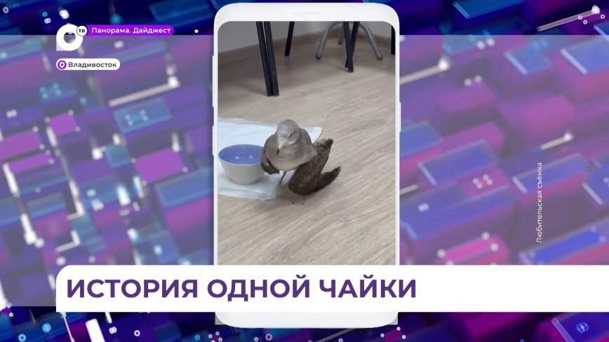 Девушка спасла покалеченную чайку на Токаревской кошке во Владивостоке