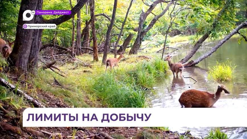 В Приморье утвердили лимиты добычи охотничьих ресурсов на ближайший сезон