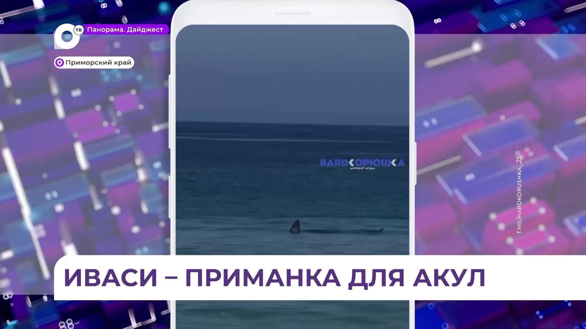 С наступлением осени акулы уйдут из Приморья