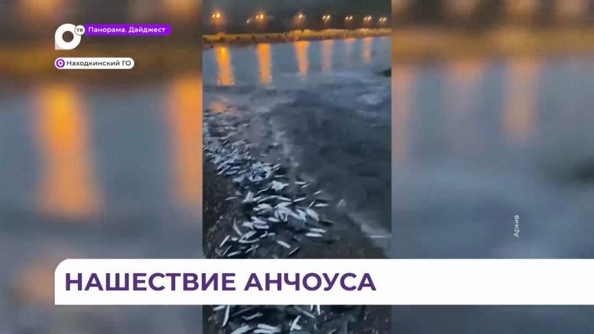 В Находке зафиксирован массовый подход к берегу косяков анчоуса