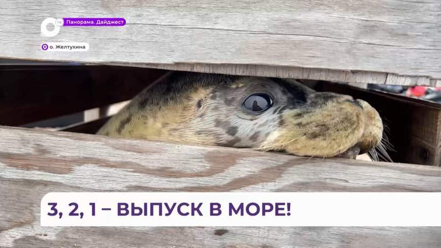 Знаменитых на все Приморье тюленей выпустили в море
