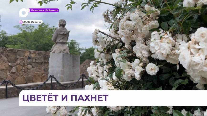 Цветов много не бывает: город Фокино преображается до неузнаваемости