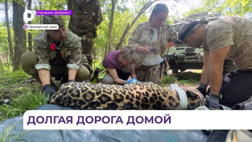 Двух краснокнижных леопардов переселили из нацпарка на новое место жительства