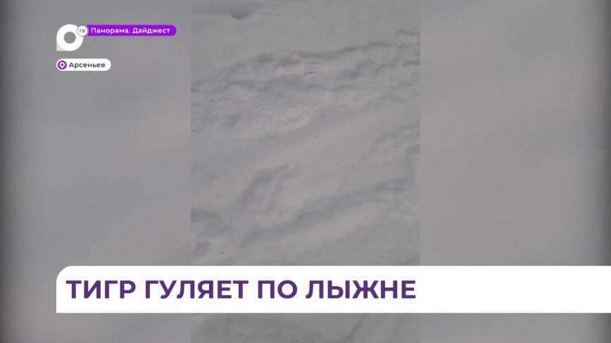 Лыжники клуба «Синегорье» поделились в соцсетях видео со следами крупного хищника