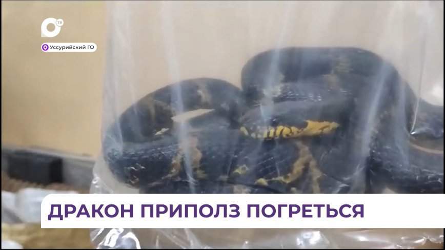 Без комментариев. Дракон приполз погреться