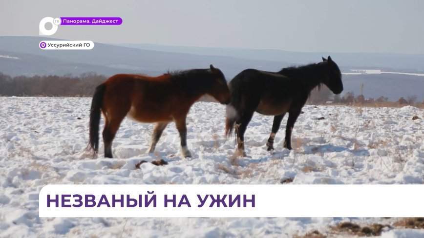 Тигр устроил себе ресторан в одном из крестьянско-фермерских хозяйств в Уссурийском округе