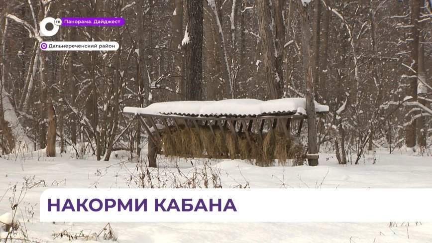 Лесная столовая. Как помогают пережить зиму диким животным в Дальнереченском районе