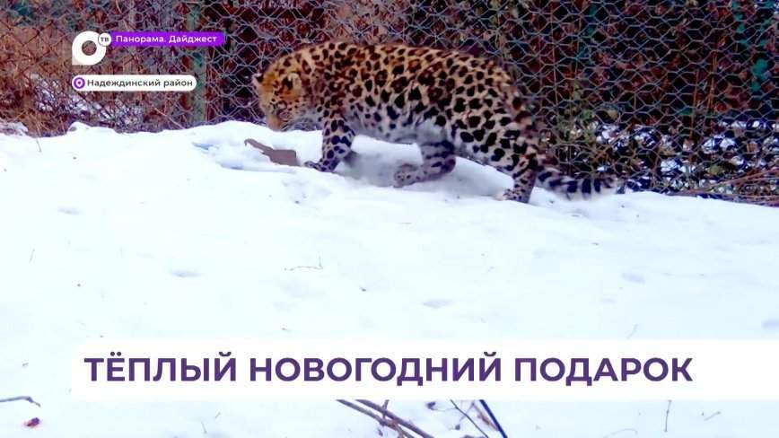 Котенок дальневосточного леопарда, которого спасли в Приморье, проведет эту зиму с комфортом