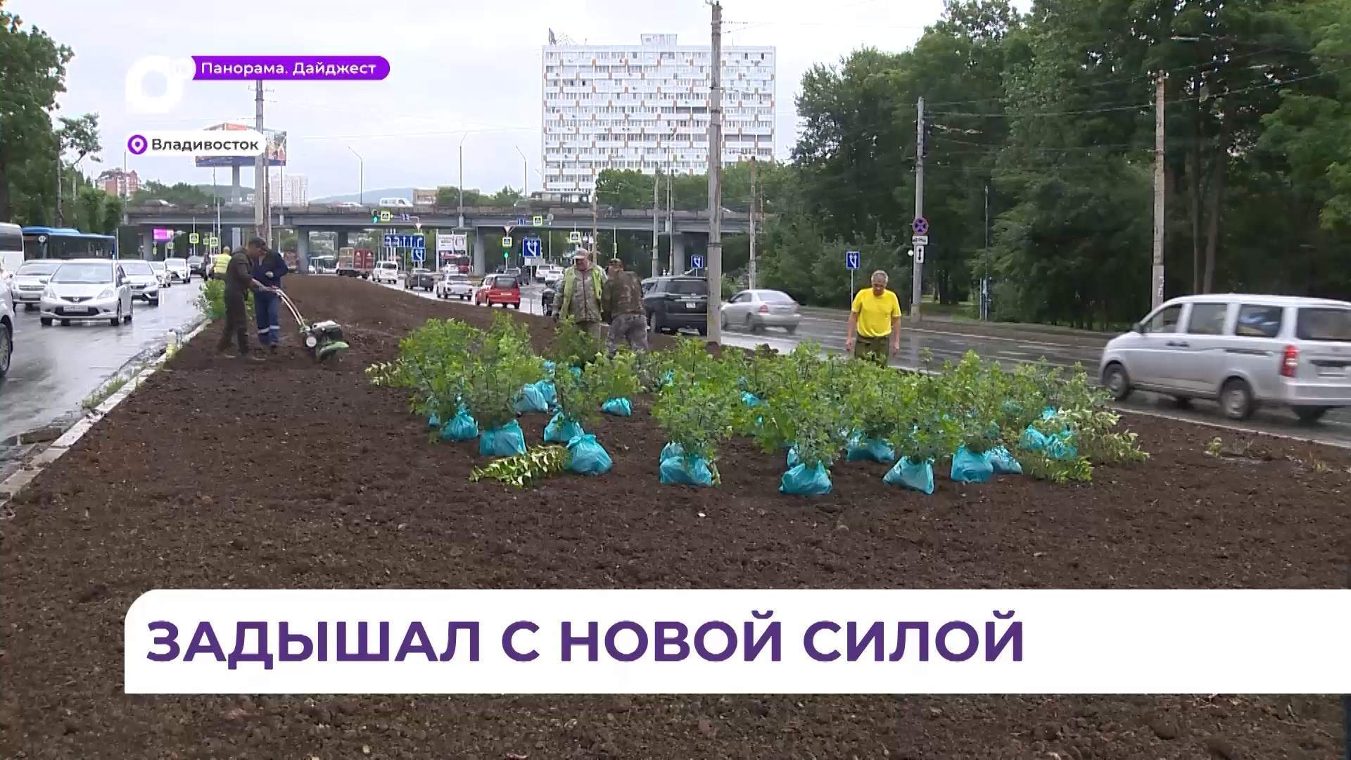 Владивосток преобразился: на городских улицах появились более тысячи деревьев и кустарников