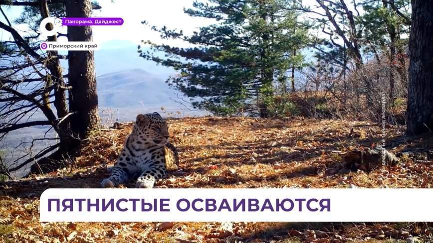 Первые пятнистые переселенцы осваиваются в Уссурийском заповеднике