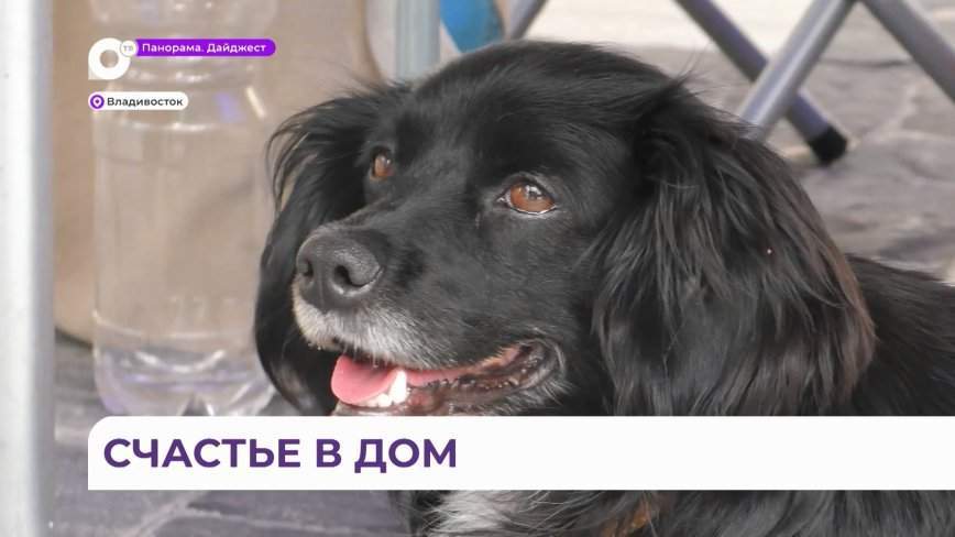 Кошки и собаки разных возрастов и мастей ждут новых хозяев на выставке-раздаче животных