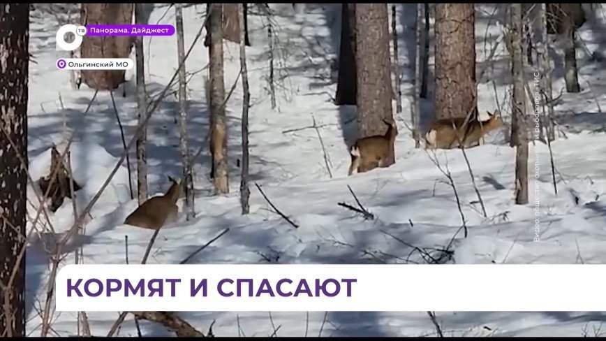 В Ольгинском округе продолжают подкармливать диких животных в тайге