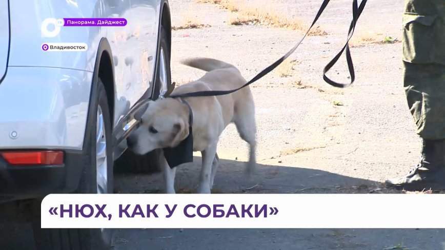 Соревнования кинологов силовых структур прошли во Владивостоке