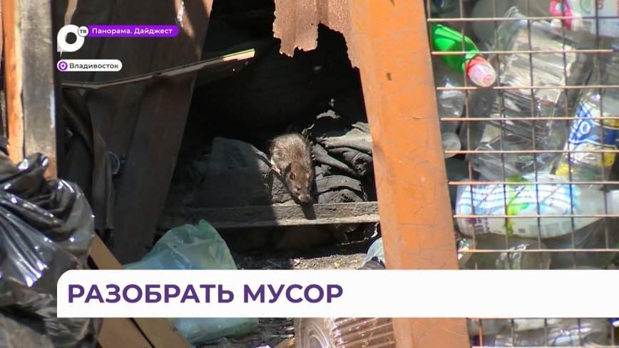 «Мусорно-крысиная» проблема решается во Владивостоке
