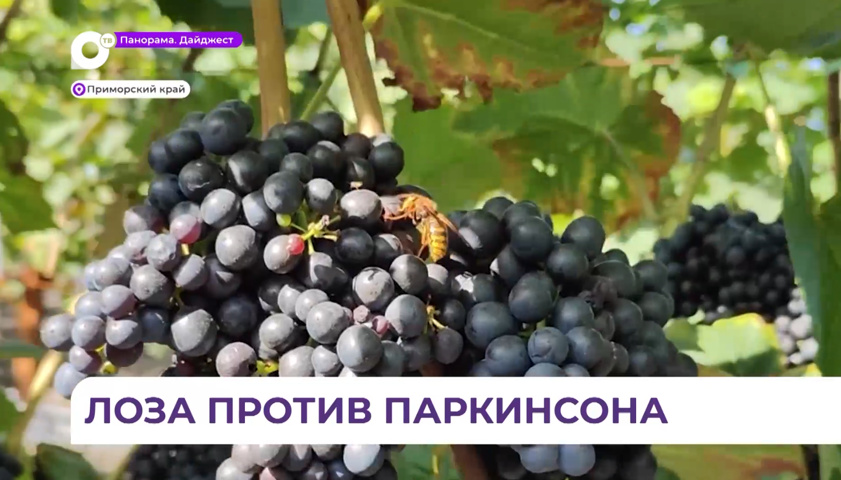 Виноград против Паркинсона. Приморские учёные нашли вещество, защищающее нервные клетки