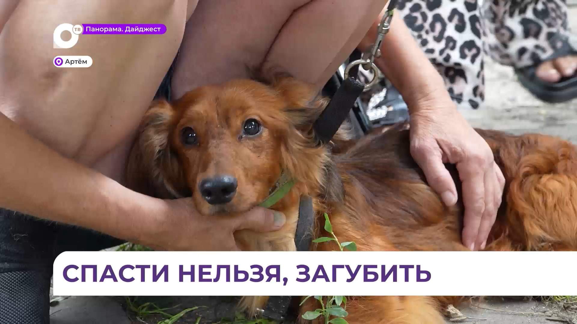 16-летний «любитель» животных из Артёма загубил нескольких кошек и собаку