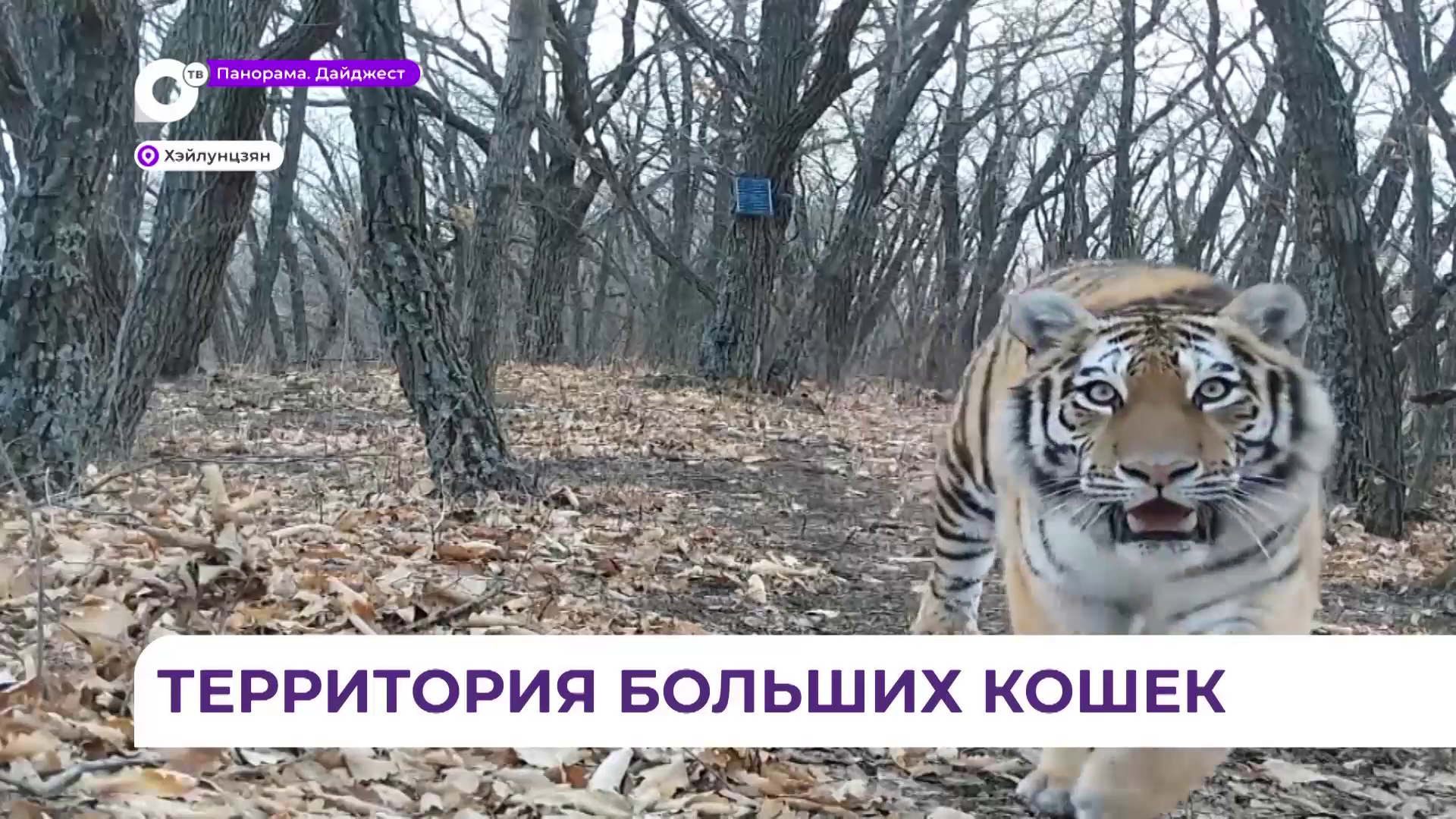 В китайском Дунине открыли научно-просветительский центр об охране тигров и леопардов 