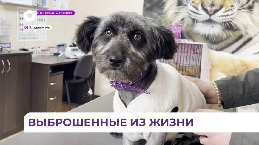 Выброшенная на улицу в Находке Триша ждёт свою любящую семью