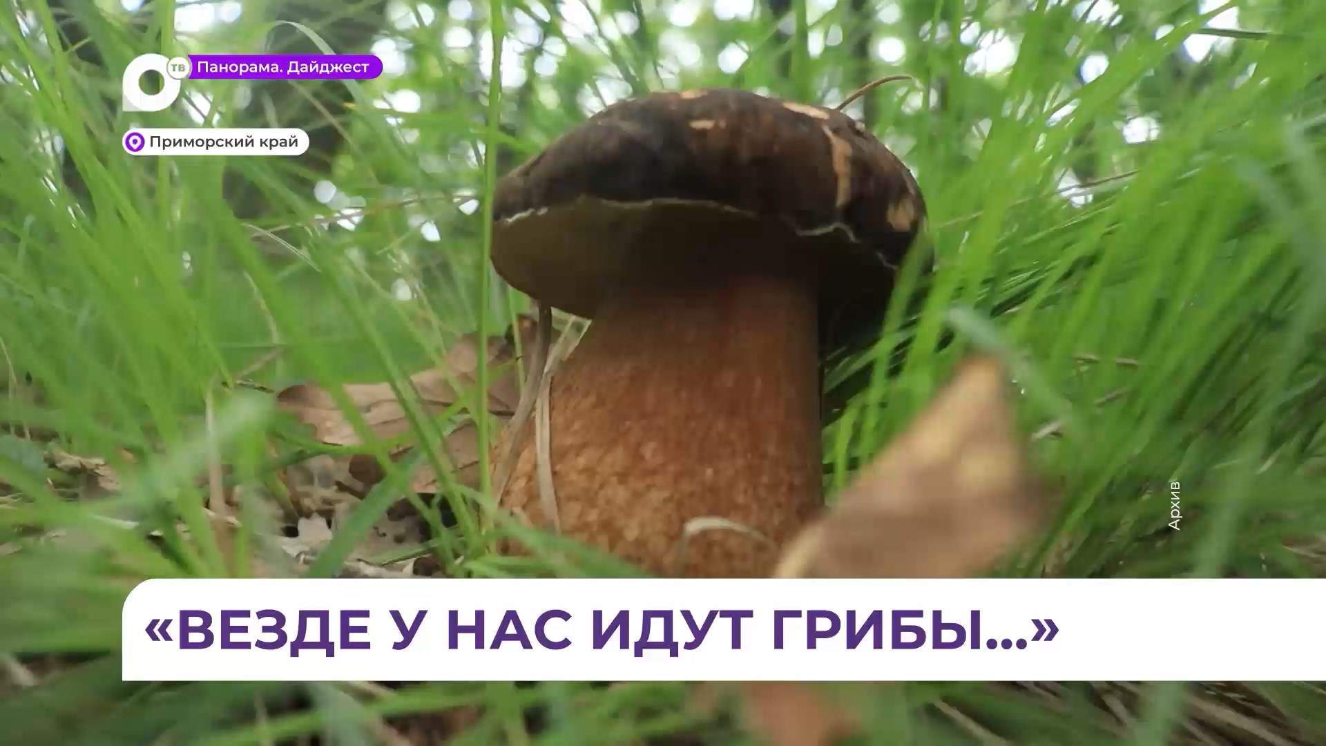 Приморские грибники вышли на «тихую охоту» за лесным урожаем