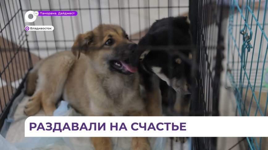 Бездомных животных бесплатно раздали волонтёры во Владивостоке
