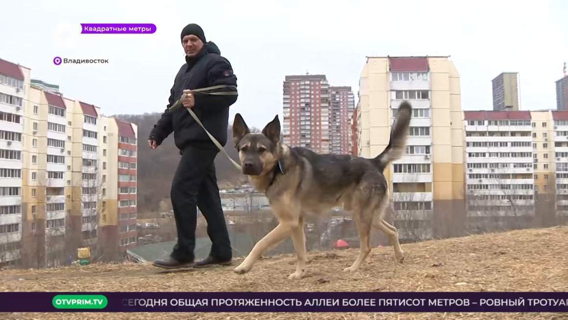 Экскременты животных заполонили город / Квадратные метры