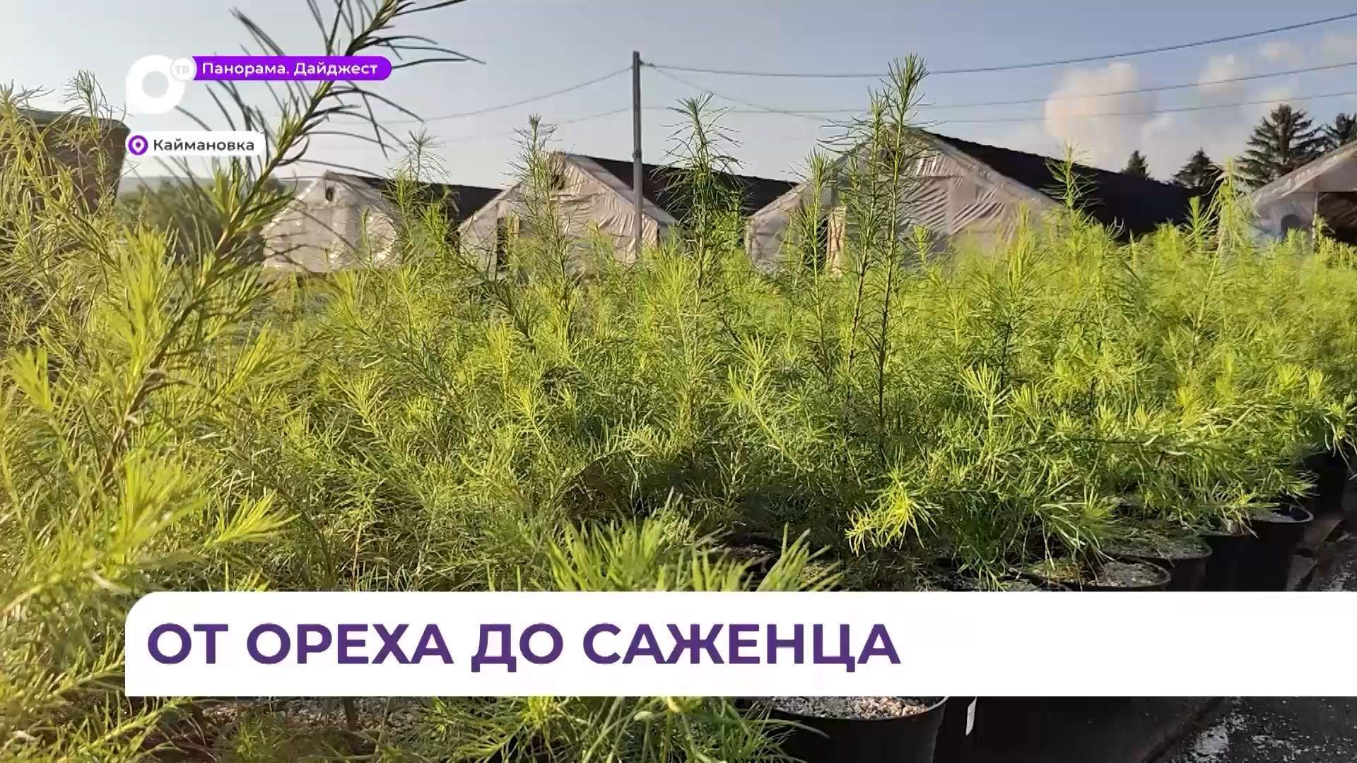 Тепличный комплекс в Каймановке поставляет качественные саженцы для лесовосстановления