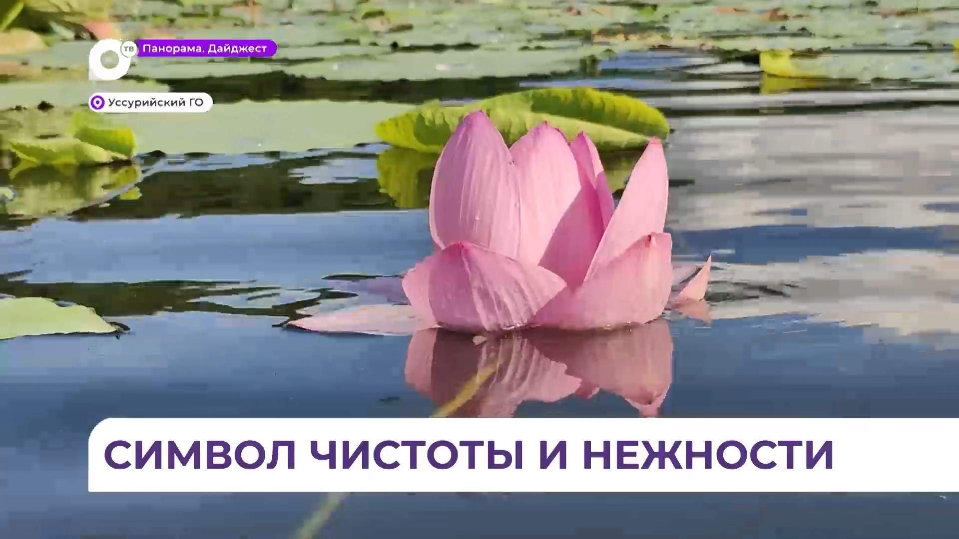 Жители Усурийского округа уже начали любоваться лотосами